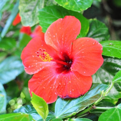 Retrostank Beauty Hibiscus Ylang-Ylang Scented Shea Butter
